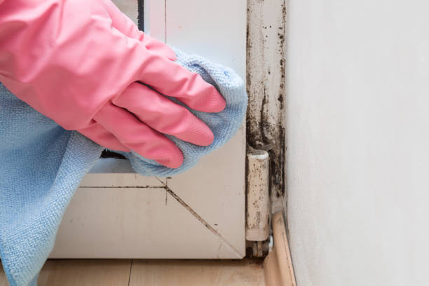 Best Health and Safety Mold Remediation in Lake Andes, SD