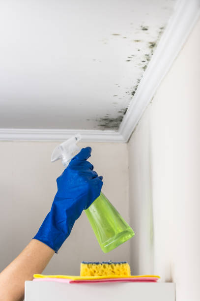 Localized Mold Remediation (e.g., coastal areas, humid climates)